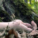 भिरबाट लडेर निर्वाचन प्रहरीको मृत्यु